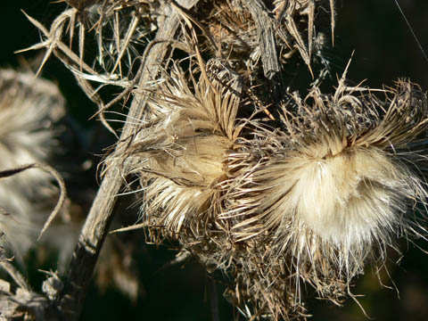 Distel(i)