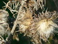 Distel(tn)