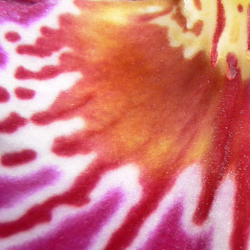 Spiegelung2(i)